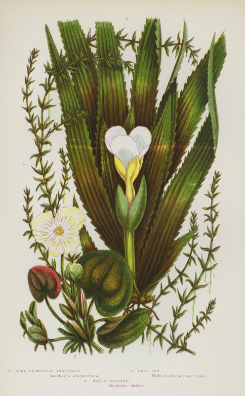 Plantas con flores de Gran Bretaña: Long-Flowered Anacharis, Frog-Bit, Water-Soldier (litografía en color) de English School
