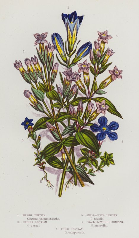 Plantas con flores de Gran Bretaña: Genciana de los pantanos, Genciana de primavera, Genciana alpina pequeña, Genciana de flor pequeña, Genciana de campo (litografía en color) de English School