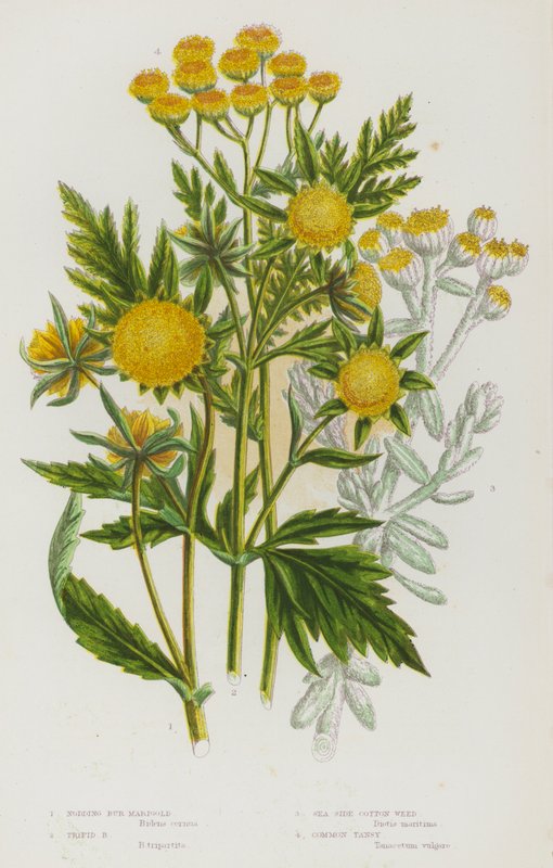 Plantas con flores de Gran Bretaña: Nodding Bur Marigold, Trifid Bur Marigold, Sea Side Cotton Weed, Common Tansy (litografía en color) de English School