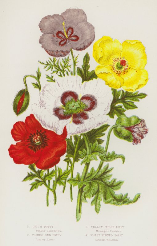 Plantas con flores de Gran Bretaña: Amapola de opio, Amapola roja común, Amapola galesa amarilla, Amapola cornuda violeta de English School