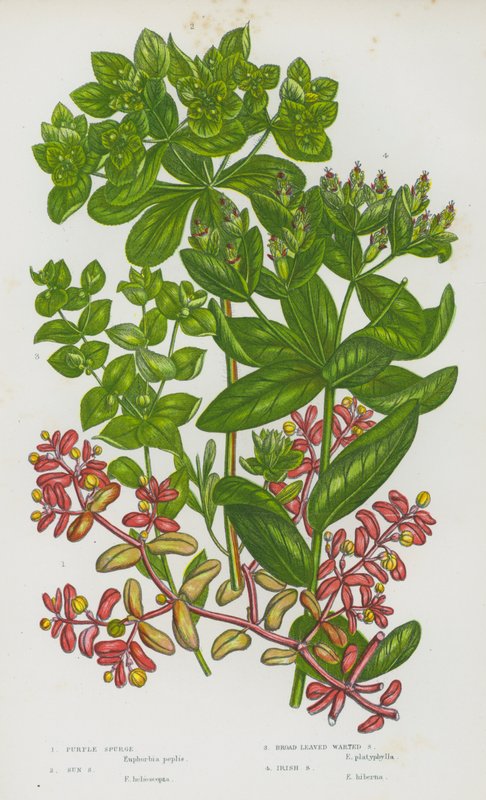 Plantas con flores de Gran Bretaña: Purple Spurge, Sun Spurge, Broad Leaved Warted Spurge, Irish Spurge (litografía en color) de English School
