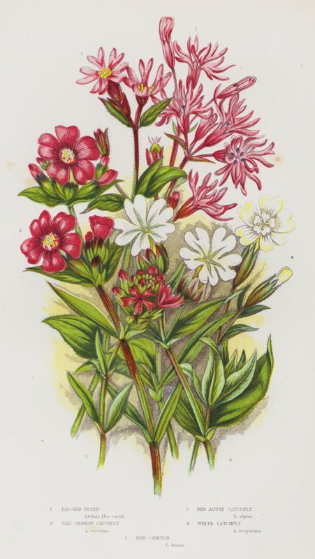 Plantas con flores de Gran Bretaña: Robin desgarrado, Atrapa moscas rojo alemán, Atrapa moscas rojo alpino, Atrapa moscas blanco, Campion rojo de English School