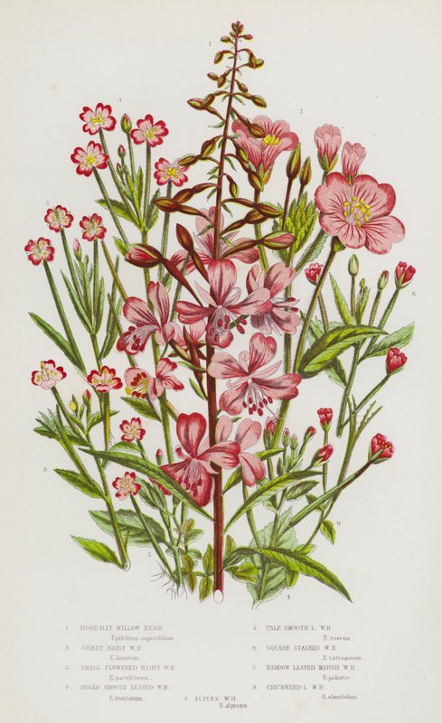 Plantas con flores de Gran Bretaña: Hierba de sauce de bahía rosa, Hierba de sauce grande y peluda, Hierba de sauce de flor pequeña y peluda, Hierba de sauce de hoja ancha y lisa, Hierba de sauce de hoja pálida y lisa, Hierba de sauce de tallo cuadrado, Hi de English School