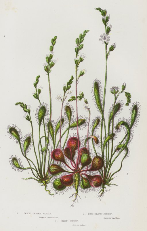 Plantas con flores de Gran Bretaña: Rocio de hoja redonda, Rocio de hoja larga, Gran rocio (litografía en color) de English School