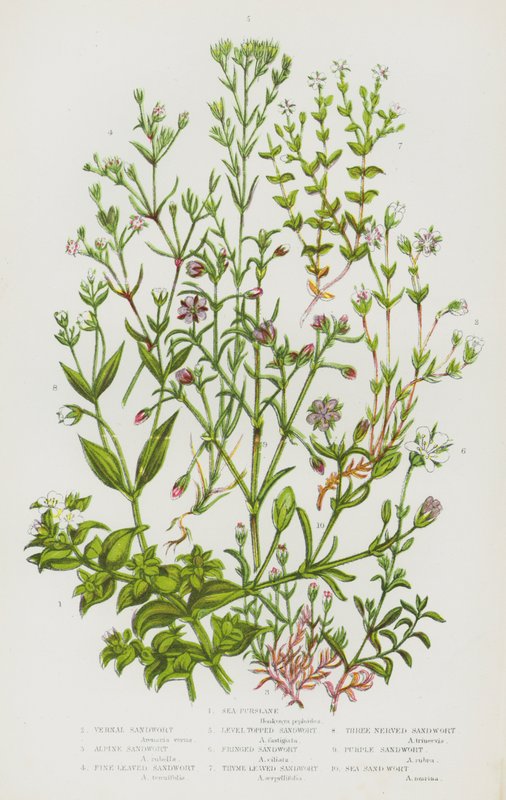 Plantas con flores de Gran Bretaña: Verdolaga de mar, Artemisa vernal, Artemisa alpina, Artemisa de hojas finas, Artemisa cubierta, Artemisa con flecos, Artemisa de hojas de tomillo, Artemisa de tres nervios, Artemisa púrpura, Artemisa de mar (litografía e de English School