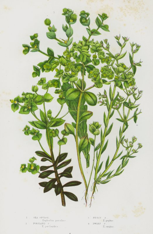 Plantas con flores de Gran Bretaña: Sea Spurge, Portland Spurge, Petty Spurge, Dwarf Spurge (litografía en color) de English School