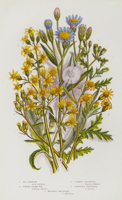 Plantas con Flores de Gran Bretaña: Estrella de Mar, Vara de Oro Común, Hierba de Santiago Común, Hierba de Santiago Apestosa, Hierba de Santiago de Montaña de English School