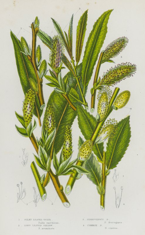 Plantas con flores de Gran Bretaña: Silky Leaved Osier, Long Leaved Sallow, Ferruginous Sallow, Common Sallow (litografía en color) de English School