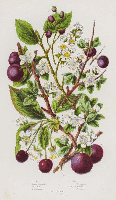 Plantas con Flores de Gran Bretaña: Endrino, Ciruela, Cerezo Silvestre, Cerezo de Pájaro de English School