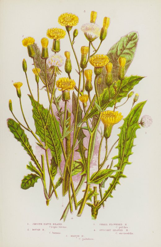 Plantas con flores de Gran Bretaña: Barba de halcón lisa, Barba de halcón rugosa, Barba de halcón de flor pequeña, Barba de halcón de hoja sucoria, Barba de halcón de los pantanos (litografía en color) de English School