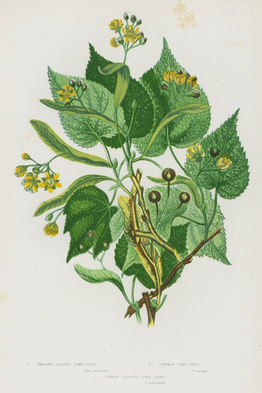Plantas con flores de Gran Bretaña: Tilo de hojas lisas, Tilo común, Tilo de hojas grandes de English School