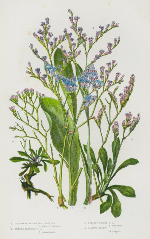 Plantas con flores de Gran Bretaña: Lavanda de mar de espiga extendida, Lavanda de mar de flor remota, Lavanda de mar de espiga erguida, Trébol enmarañado de English School