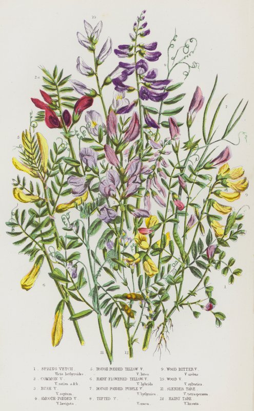 Plantas con flores de Gran Bretaña: Veza de primavera, Veza común, Veza arbustiva, Veza de vaina lisa, Veza amarilla de vaina rugosa, Veza amarilla de flor peluda, Veza púrpura de vaina rugosa, Veza en racimo, Veza amarga de madera, Veza de madera, Tare de de English School