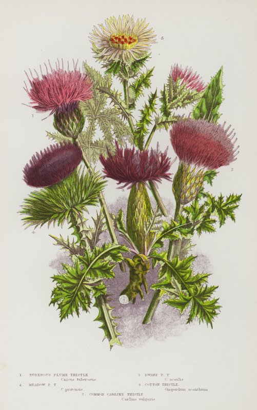Plantas con flores de Gran Bretaña: Tuberous Plume Thistle, Meadow Plume Thistle, Dwarf Plume Thistle, Cotton Thistle, Common Carline Thistle (litografía en color) de English School