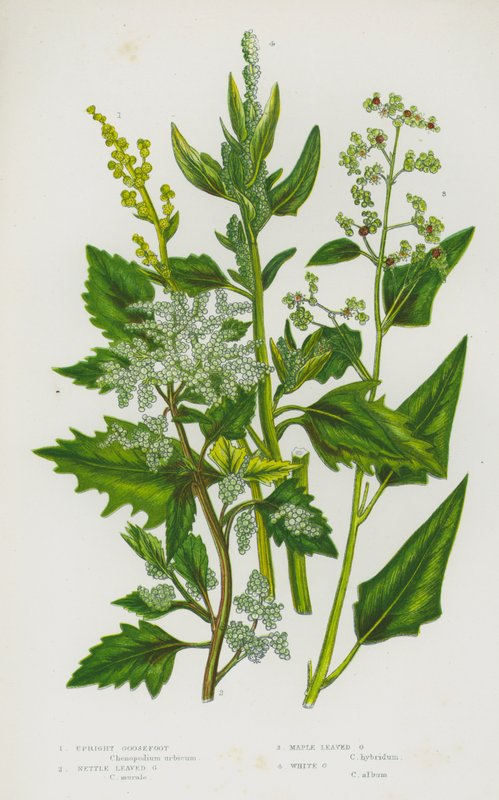 Plantas con Flores de Gran Bretaña: Cenizo Erguido, Cenizo de Hojas de Ortiga, Cenizo de Hojas de Arce, Cenizo Blanco (litografía en color) de English School