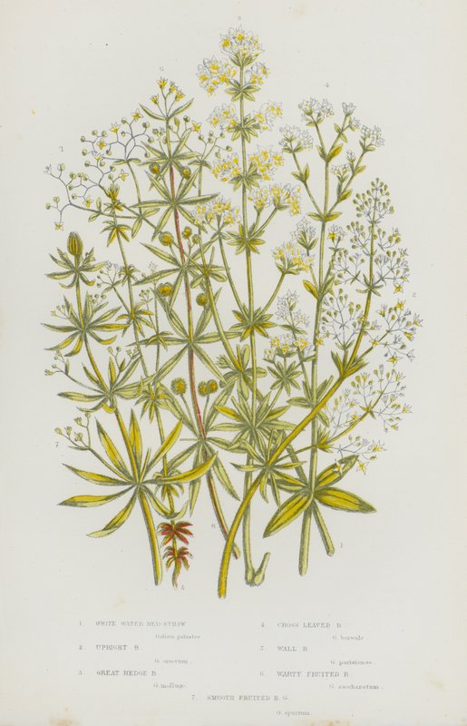 Plantas con Flores de Gran Bretaña: Galio Blanco de Agua, Galio Erguido, Gran Galio de Seto, Galio de Hojas Cruzadas, Galio de Pared, Galio de Fruto Verrugoso, Galio de Fruto Liso de English School