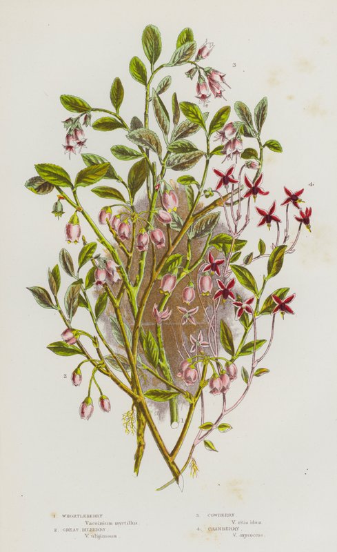 Plantas con flores de Gran Bretaña: Arándano, Arándano grande, Arándano rojo, Arándano agrio de English School