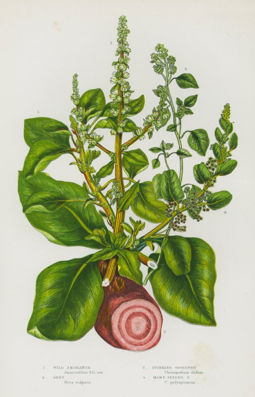 Plantas con flores de Gran Bretaña: Amaranto silvestre, Remolacha, Pie de ganso apestoso, Pie de ganso de muchas semillas de English School