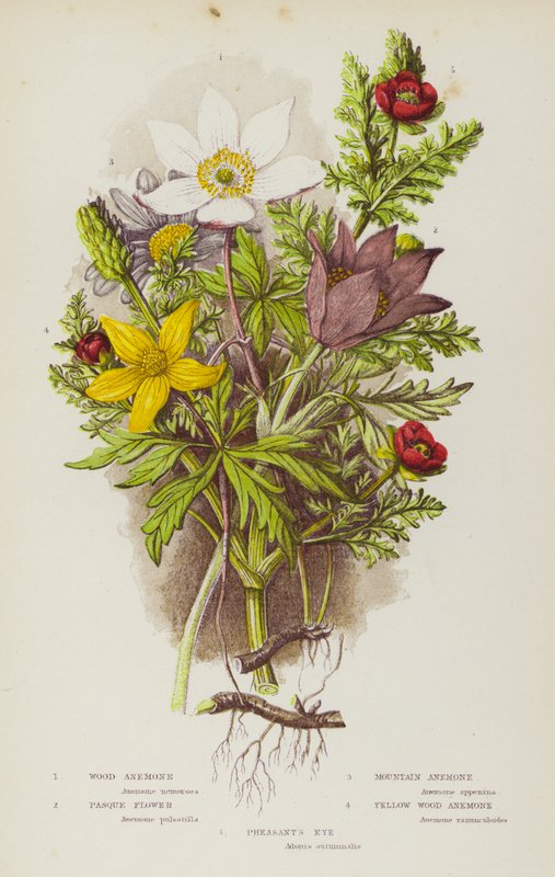 Plantas con flores de Gran Bretaña: Anémona de bosque, Flor de Pascua, Anémona de montaña, Flor de Pascua, Anémona amarilla de bosque, Ojo de faisán de English School