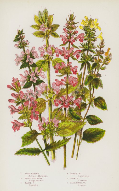 Plantas con Flores de Gran Bretaña: Betónica de Bosque, Hierba de la Herida de Seto, Hierba de la Herida de Pantano, Hierba de la Herida Peluda, Hierba de la Herida de Maíz, Hierba de la Herida Anual Pálida de English School