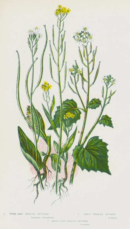 Plantas con flores de Gran Bretaña: Mostaza de treacle de semilla de gusano, Mostaza de treacle de ajo, Mostaza de treacle de oreja de liebre de English School