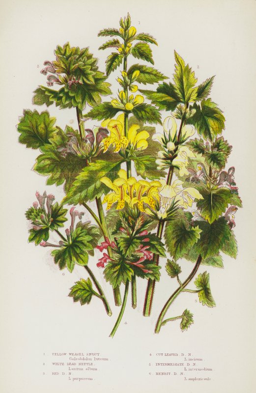 Flowering Plants of Great Britain: Yellow Weasel Snout, White Dead Nettle, Red Dead Nettle, Cut Leaved Dead Nettle, Intermediate Dead Nettle, Henbit Dead Nettle (litografía en color) de English School