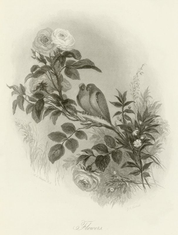 Flores de English School
