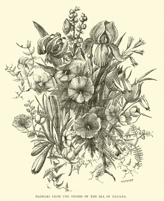 Flores de las orillas del Mar de Galilea de English School