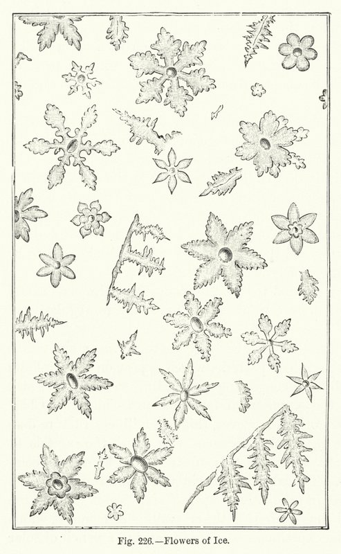 Flores de Hielo de English School