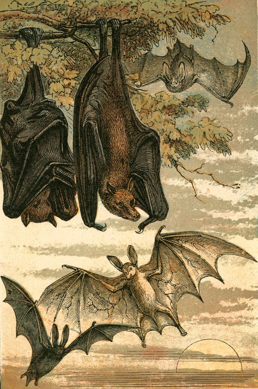 Zorro volador, murciélago vampiro, murciélago común y vampiro espectral de English School