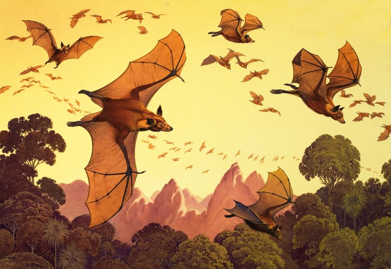 Flying Foxes (gouache sobre papel) de English School