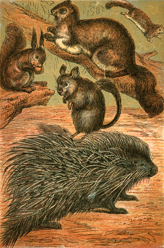 Ardillas Voladoras, Ardilla Común, Chinchilla y Puercoespín de English School