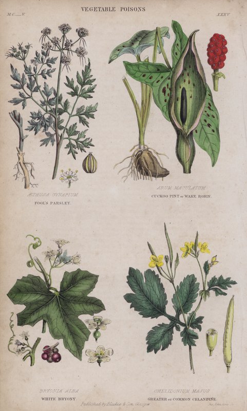Perejil de tontos; Cuckoo Pint o Wake Robin; Bryonia blanca; Celidonia mayor o común de English School