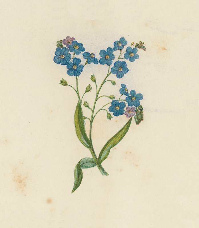 Myosotis palustris (litografía en color) de English School