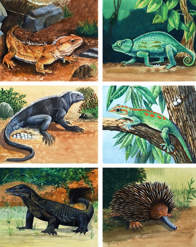 Animales de cuatro patas que ponen huevos de English School