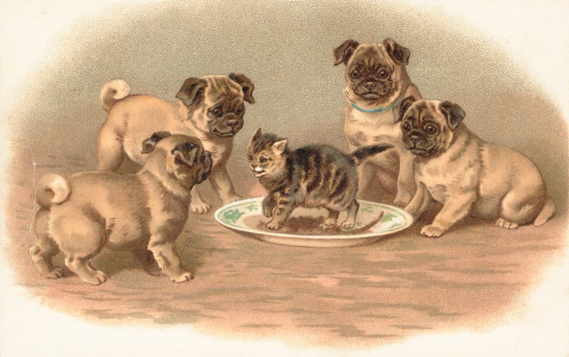 Cuatro perros pug sentados alrededor de un gatito en un plato de English School