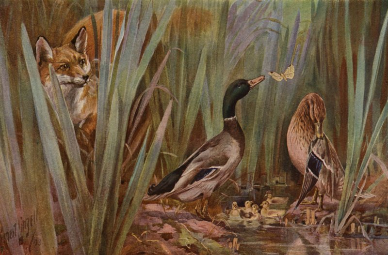Zorro observando una familia de patos (litografia en color) de English School