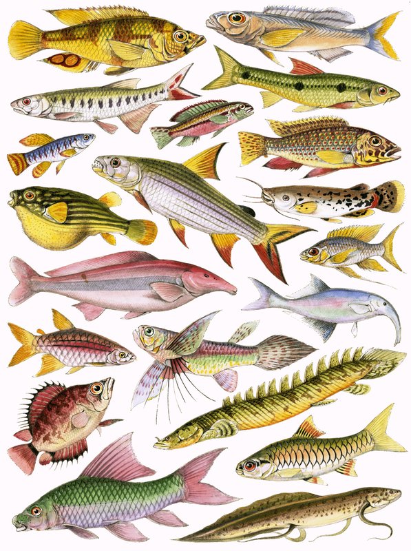 Peces de agua dulce del Imperio - Africano de English School