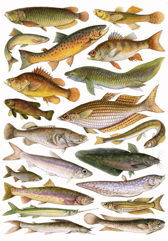 Peces de agua dulce del Imperio - Región Australiana de English School