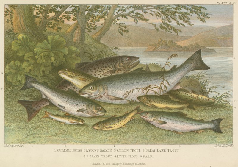 Peces de agua dulce de English School