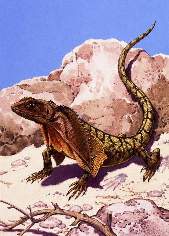 Lagarto con volantes de English School