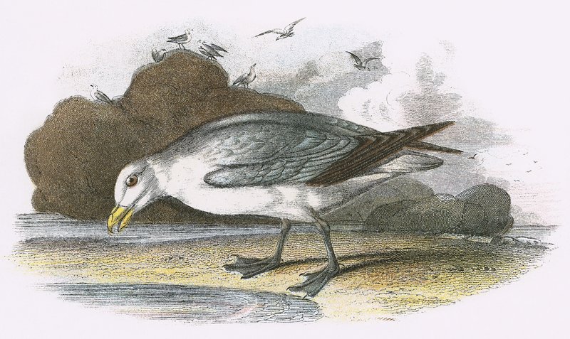 Fulmar de English School