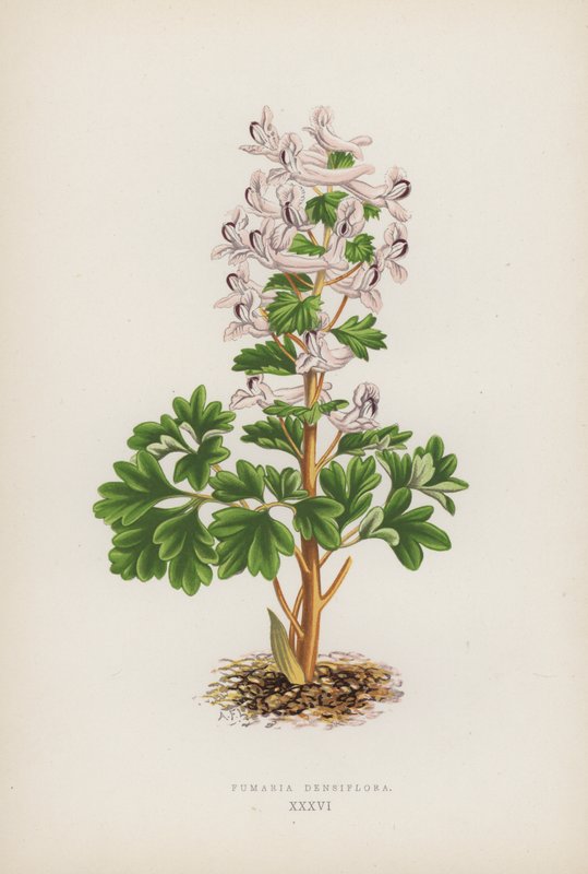 Fumaria Densiflora de English School