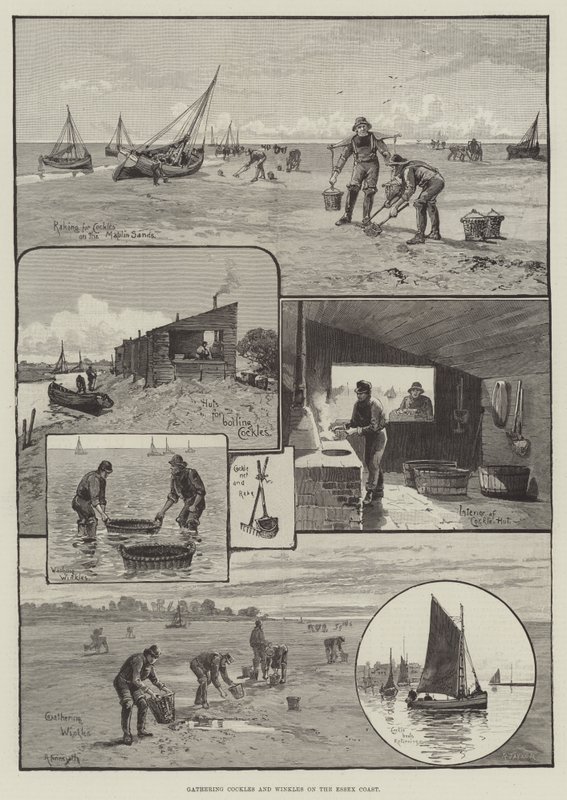 Recolección de berberechos y bígaros en la costa de Essex de English School