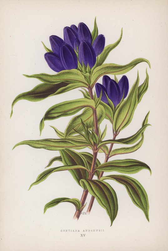Gentiana Andrewsii (litografía en color) de English School