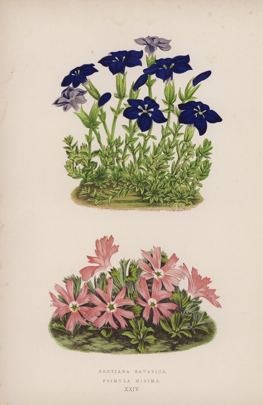 Gentiana Bavarica; Primula Minima (litografía en color) de English School