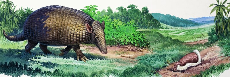 Armadillo gigante y armadillo hada de English School
