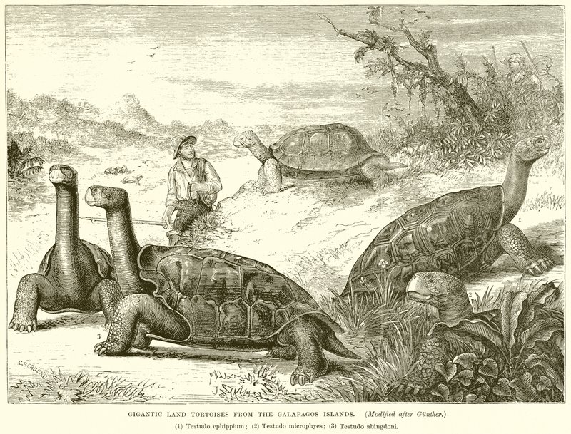 Tortugas Terrestres Gigantes de las Islas Galápagos de English School