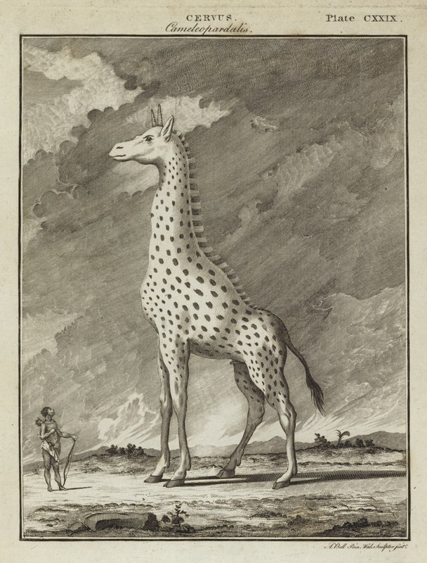 Jirafa (Cervus camelopardalis) de English School