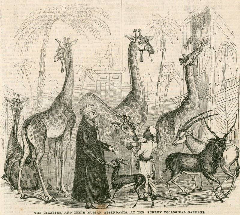 Jirafas y sus asistentes nubios en los Jardines Zoológicos de Surrey, Londres de English School